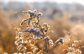White WIld Flowers
